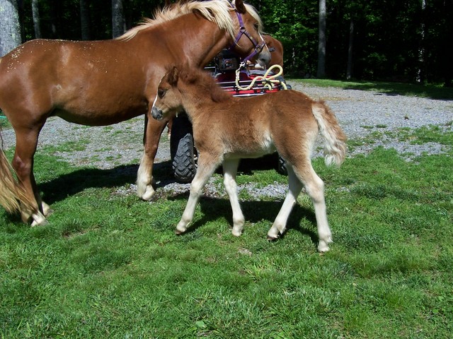 Candys Mane Girl (summer)