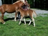 Candys Mane Girl (summer)
