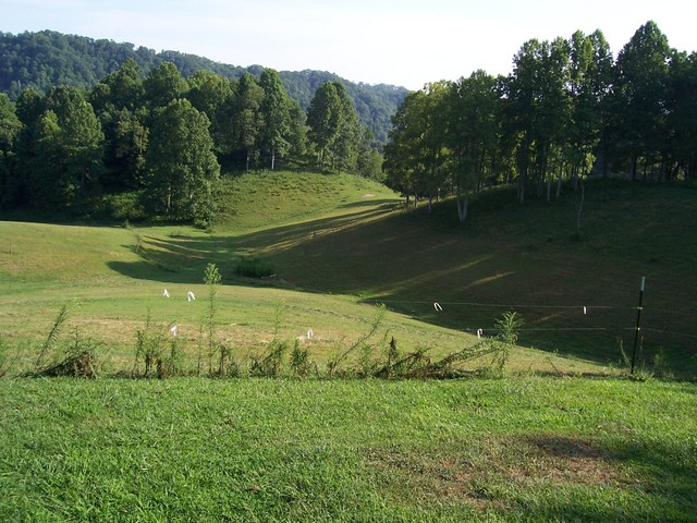 backyard in the summer