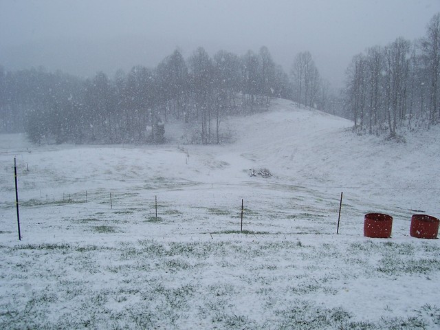 backyard in the winter